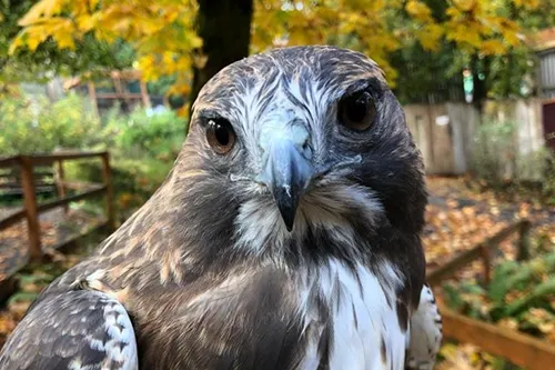 Cascades Raptor Center Eugene Oregon