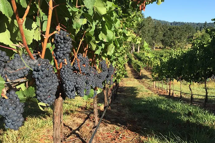 Cheshire Bennett Vineyard