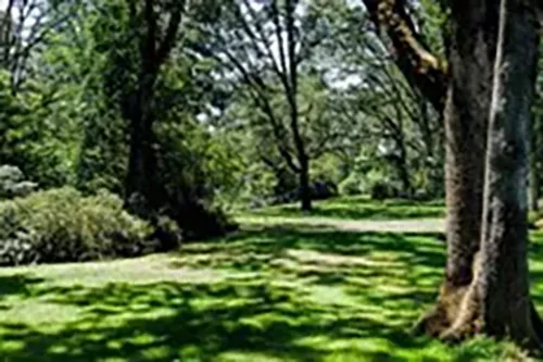 Hendricks Park Eugene