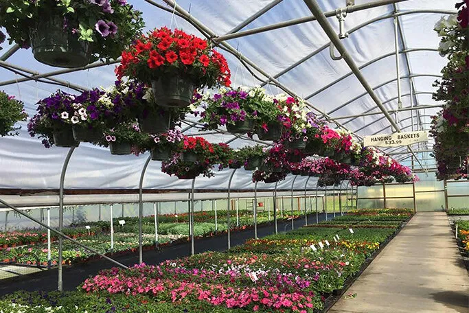 Junction City Thistledown Farms